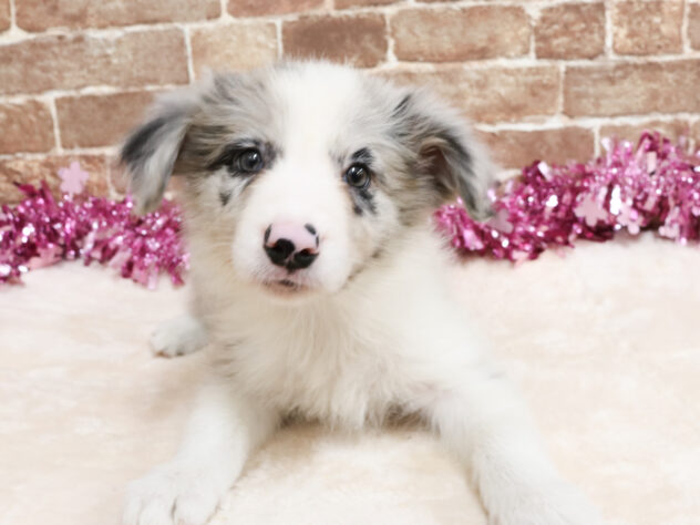 広島県のボーダーコリー (アミーゴ西条店/2026年2月22日生まれ/男の子/ブルーマール)の子犬の2枚目の画像