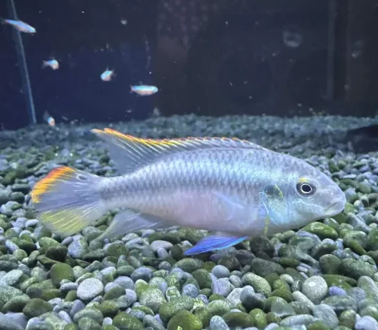 金魚おまとめトクコプルミエヴォル ペルヴィカクロミス プルケール | ペットワールド アミーゴ