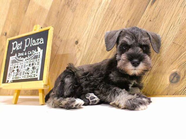 兵庫県のミニチュアシュナウザー (ペット・プラザ アミーゴつかしん店/2026年2月18日生まれ/男の子/ソルトペッパー)の子犬の2枚目の画像