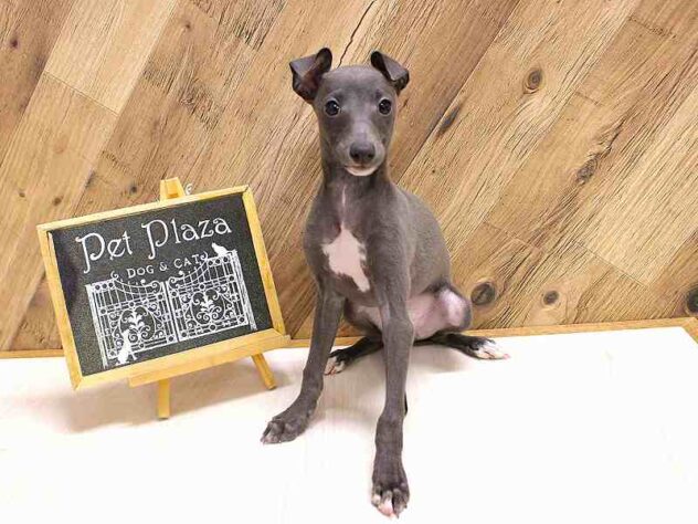 兵庫県のイタリアングレーハウンド (ペット・プラザ アミーゴつかしん店/2026年1月26日生まれ/男の子/ブルーホワイト)の子犬の2枚目の画像