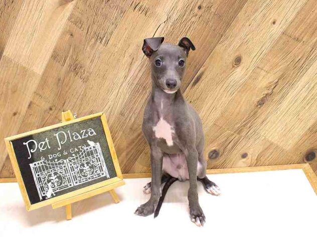 兵庫県のイタリアングレーハウンド (ペット・プラザ アミーゴつかしん店/2026年1月26日生まれ/男の子/ブルーホワイト)の子犬の1枚目の画像