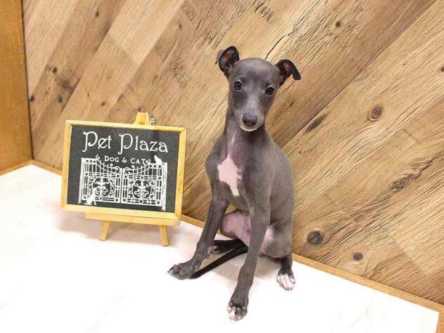 兵庫県のイタリアングレーハウンド (ペット・プラザ アミーゴつかしん店/2026年1月26日生まれ/男の子/ブルーホワイト)の子犬の3枚目の画像