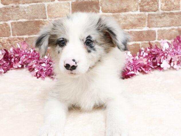 広島県のボーダーコリー (アミーゴ西条店/2026年2月22日生まれ/男の子/ブルーマール)の子犬の1枚目の画像