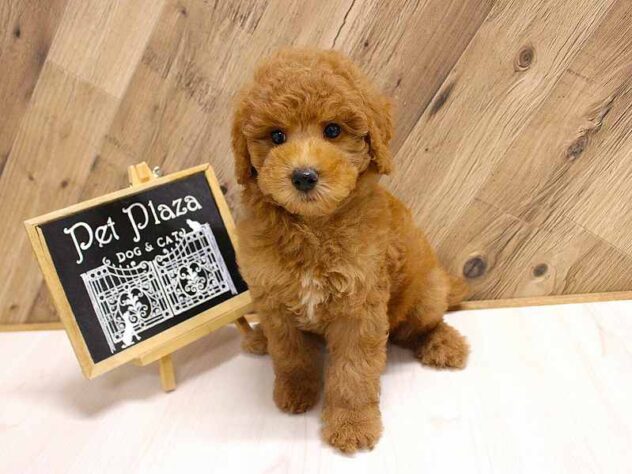 兵庫県のミディアムプードル (ペット・プラザ アミーゴつかしん店/2026年2月10日生まれ/男の子/レッドフォーン)の子犬の1枚目の画像