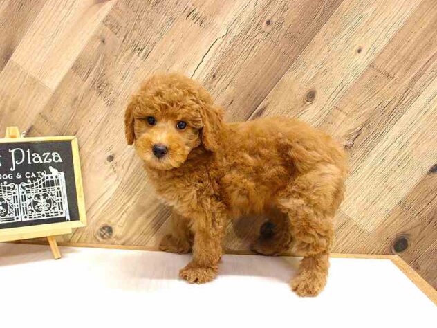 兵庫県のミディアムプードル (ペット・プラザ アミーゴつかしん店/2026年2月10日生まれ/男の子/レッドフォーン)の子犬の3枚目の画像