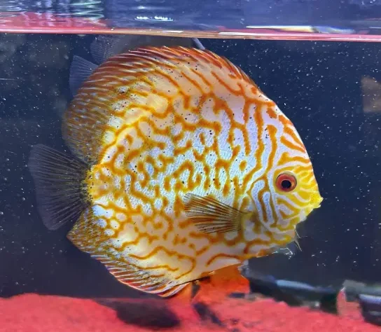 メイズレッドターコイズディスカス | ペットワールド アミーゴ