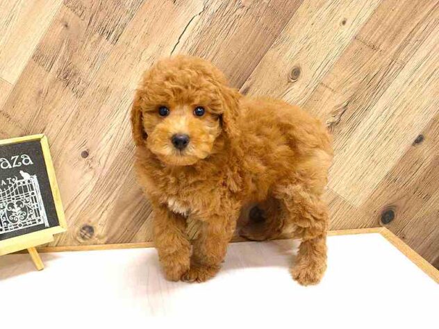 兵庫県のミディアムプードル (ペット・プラザ アミーゴつかしん店/2026年2月10日生まれ/男の子/レッドフォーン)の子犬の2枚目の画像