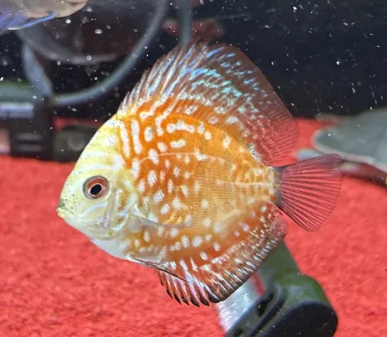 【交渉中】チェッカーボードピジョンディスカス 幼魚2匹 チェッカーボードピジョンディスカス | ペットワールド アミーゴ