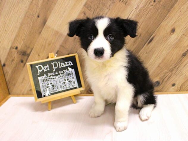 兵庫県のボーダーコリー (ペット・プラザ アミーゴつかしん店/2026年2月16日生まれ/男の子/ブラックホワイト)の子犬