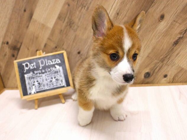 兵庫県のウェルシュコーギーペンブローク (ペット・プラザ アミーゴつかしん店/2026年2月7日生まれ/男の子/レッドホワイト)の子犬の2枚目の画像