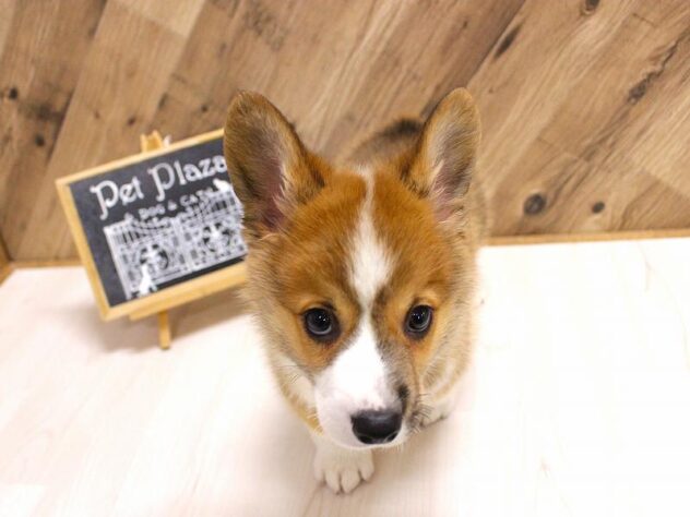 兵庫県のウェルシュコーギーペンブローク (ペット・プラザ アミーゴつかしん店/2026年2月7日生まれ/男の子/レッドホワイト)の子犬の3枚目の画像