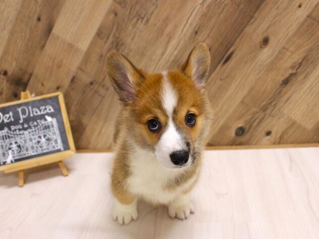 兵庫県のウェルシュコーギーペンブローク (ペット・プラザ アミーゴつかしん店/2026年2月7日生まれ/男の子/レッドホワイト)の子犬の1枚目の画像