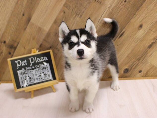 兵庫県のシベリアンハスキー (ペット・プラザ アミーゴつかしん店/2026年2月16日生まれ/女の子/ブラックホワイト)の子犬の1枚目の画像