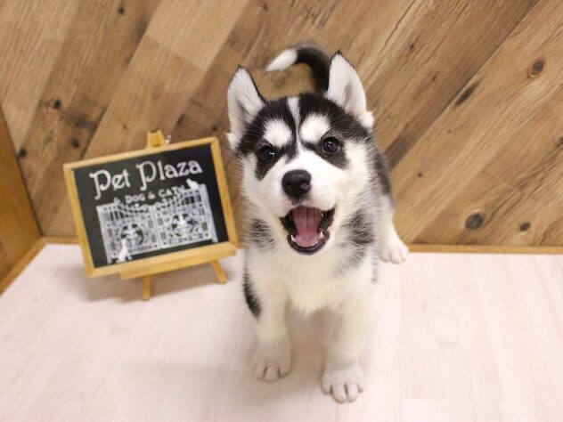 兵庫県のシベリアンハスキー (ペット・プラザ アミーゴつかしん店/2026年2月16日生まれ/女の子/ブラックホワイト)の子犬の3枚目の画像