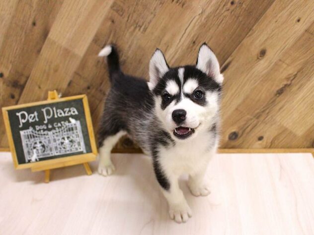 兵庫県のシベリアンハスキー (ペット・プラザ アミーゴつかしん店/2026年2月16日生まれ/女の子/ブラックホワイト)の子犬の2枚目の画像