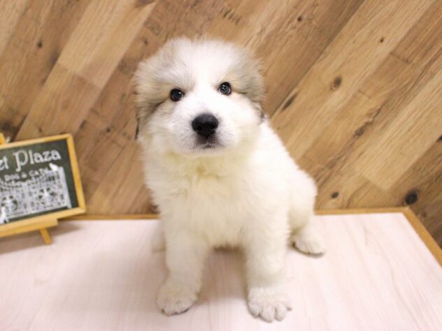 兵庫県のグレートピレニーズ (ペット・プラザ アミーゴつかしん店/2026年2月4日生まれ/男の子/ホワイトグレーマーキング)の子犬の1枚目の画像