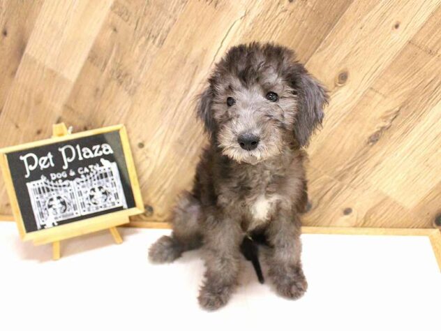 兵庫県のベドリントンテリア (ペット・プラザ アミーゴつかしん店/2026年2月5日生まれ/男の子/ブルー)の子犬の1枚目の画像