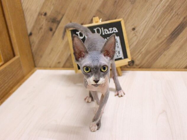 兵庫県のスフィンクス (ペット・プラザ アミーゴつかしん店/2026年2月4日生まれ/男の子/ブルーホワイト)の子猫の1枚目の画像