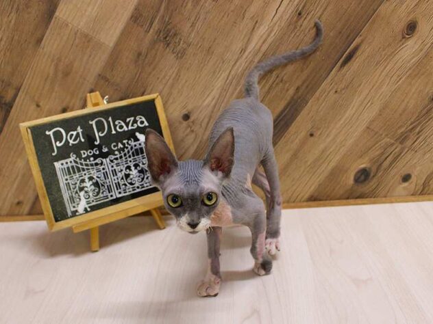 兵庫県のスフィンクス (ペット・プラザ アミーゴつかしん店/2026年2月4日生まれ/男の子/ブルーホワイト)の子猫の2枚目の画像