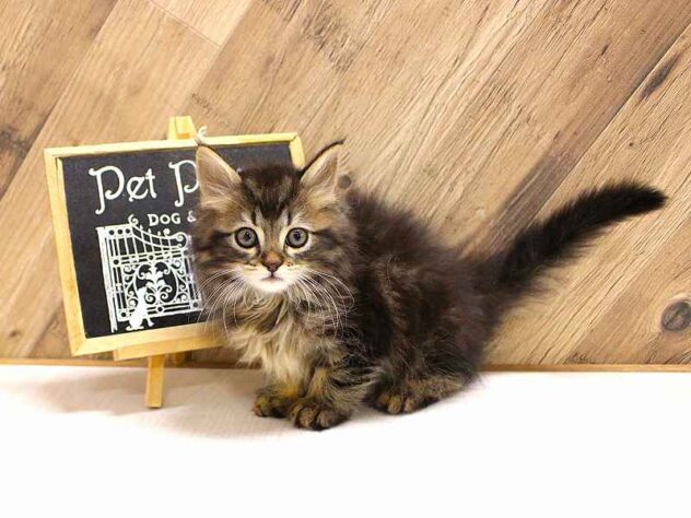 2026年2月8日生まれのサイベリアン