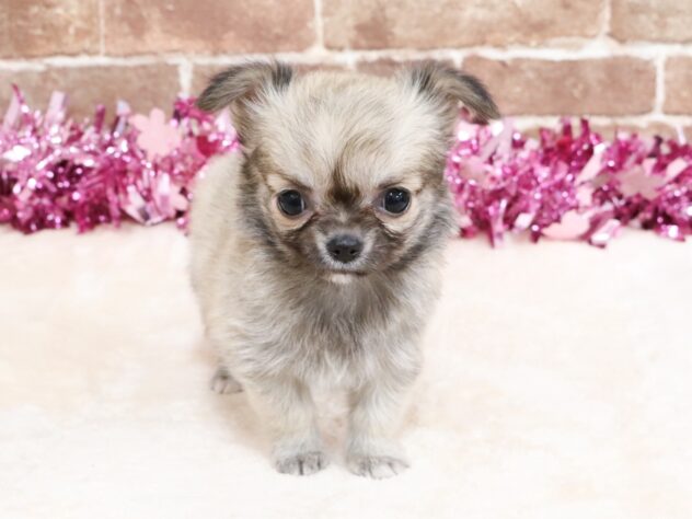 広島県のチワワ(ロング) (アミーゴ西条店/2026年2月2日生まれ/男の子/フォーンホワイト)の子犬