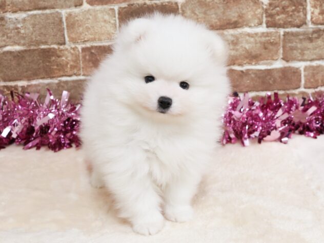 広島県のポメラニアン (アミーゴ西条店/2026年2月2日生まれ/男の子/ホワイト)の子犬
