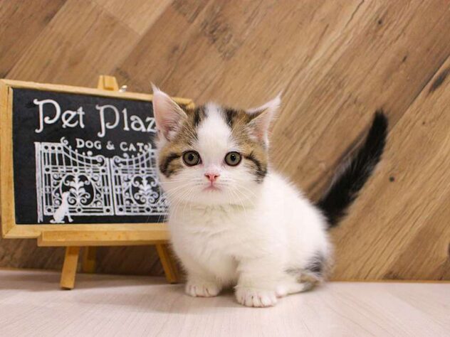 2026年2月14日生まれのミヌエット