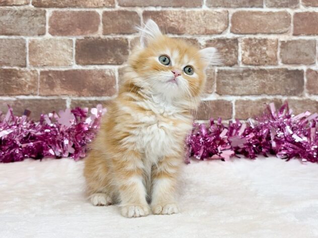 広島県のスコティッシュフォールド (アミーゴ西条店/2026年1月21日生まれ/女の子/レッドタビー)の子猫の2枚目の画像