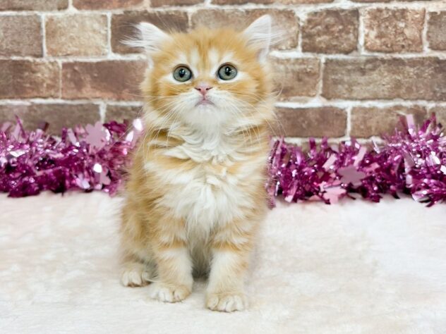 広島県のスコティッシュフォールド (アミーゴ西条店/2026年1月21日生まれ/女の子/レッドタビー)の子猫