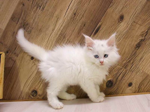 兵庫県のメインクーン (ペット・プラザ アミーゴつかしん店/2026年2月14日生まれ/女の子/ホワイト)の子猫の2枚目の画像