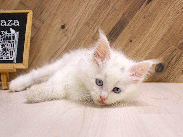 兵庫県のメインクーン (ペット・プラザ アミーゴつかしん店/2026年2月14日生まれ/女の子/ホワイト)の子猫の3枚目の画像