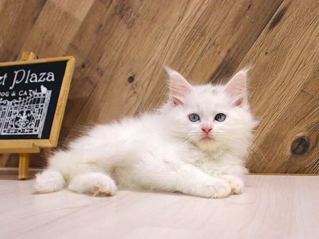 兵庫県のメインクーン (ペット・プラザ アミーゴつかしん店/2026年2月14日生まれ/女の子/ホワイト)の子猫の1枚目の画像