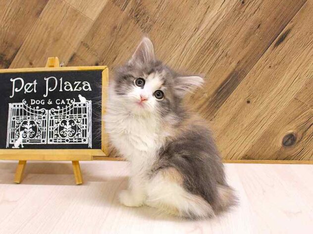 2026年2月17日生まれのノルウェージャンフォレストキャット