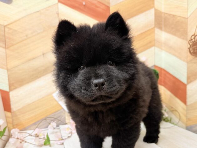 高知県のチャウチャウ (ワンキャラット アミーゴ高知店/2026年1月10日生まれ/女の子/ブラック)の子犬の1枚目の画像