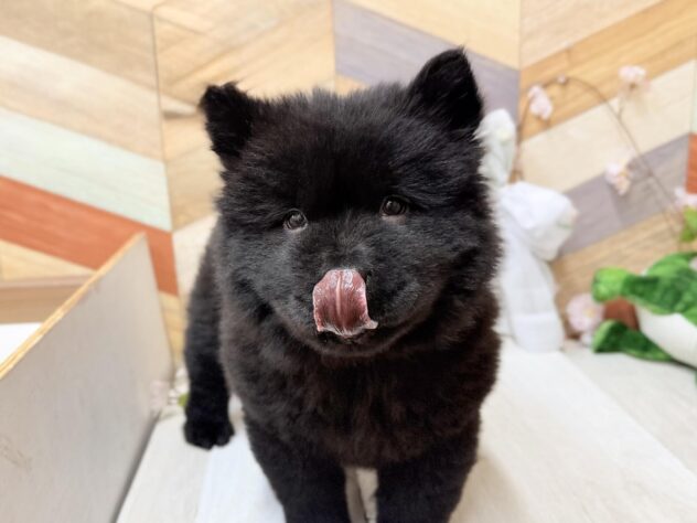 高知県のチャウチャウ (ワンキャラット アミーゴ高知店/2026年1月10日生まれ/女の子/ブラック)の子犬の4枚目の画像