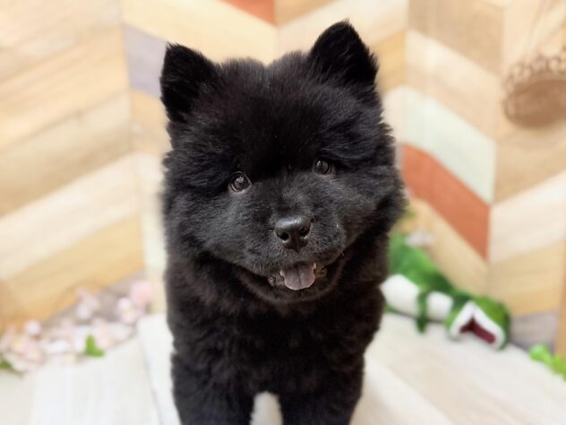高知県のチャウチャウ (ワンキャラット アミーゴ高知店/2026年1月10日生まれ/女の子/ブラック)の子犬の2枚目の画像