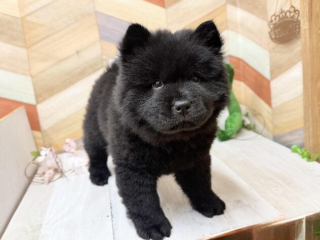 高知県のチャウチャウ (ワンキャラット アミーゴ高知店/2026年1月10日生まれ/女の子/ブラック)の子犬の3枚目の画像