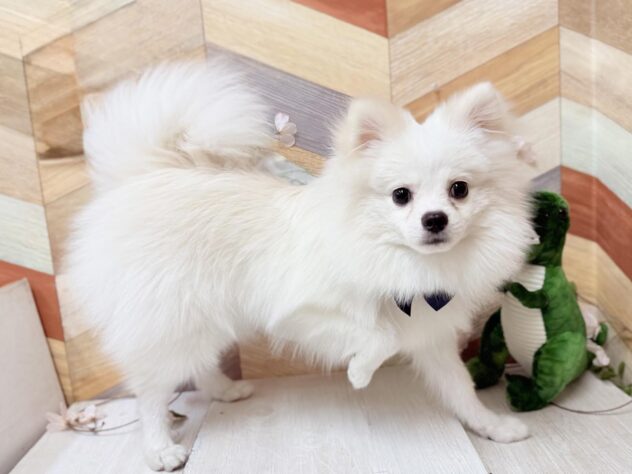 高知県のポメラニアン (ワンキャラット アミーゴ高知店/2025年8月20日生まれ/男の子/クリーム)の子犬の2枚目の画像