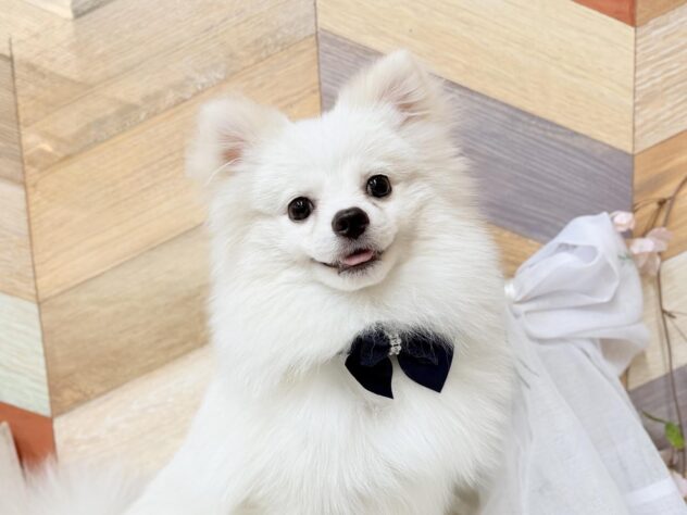 高知県のポメラニアン (ワンキャラット アミーゴ高知店/2025年8月20日生まれ/男の子/クリーム)の子犬の1枚目の画像