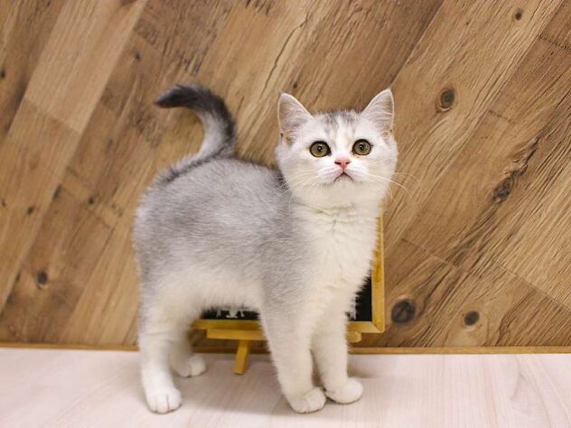 兵庫県のスコティッシュストレート (ペット・プラザ アミーゴつかしん店/2026年2月1日生まれ/女の子/ブルーマッカレルタビーホワイト)の子猫の3枚目の画像