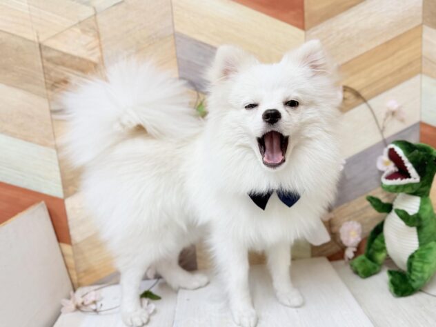 高知県のポメラニアン (ワンキャラット アミーゴ高知店/2025年8月20日生まれ/男の子/クリーム)の子犬の3枚目の画像