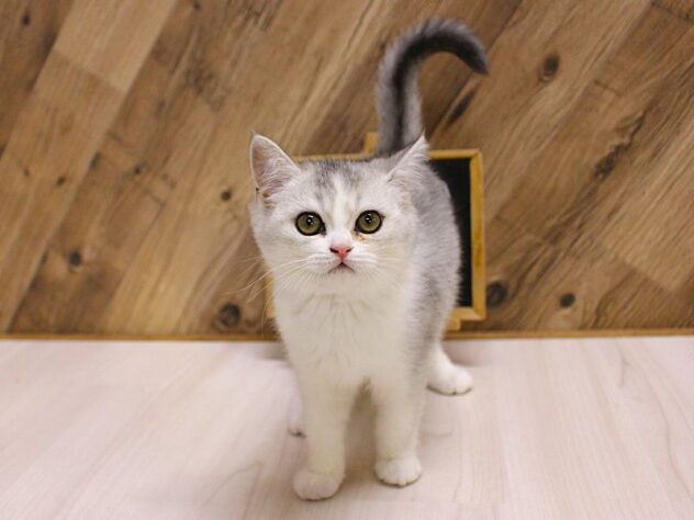 兵庫県のスコティッシュストレート (ペット・プラザ アミーゴつかしん店/2026年2月1日生まれ/女の子/ブルーマッカレルタビーホワイト)の子猫の2枚目の画像