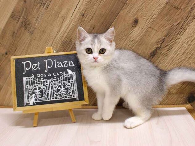 2026年2月1日生まれのスコティッシュストレート