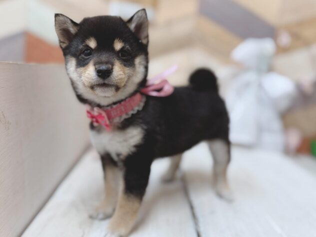 高知県の豆柴 (ワンキャラット アミーゴ高知店/2026年1月13日生まれ/女の子/黒)の子犬の4枚目の画像