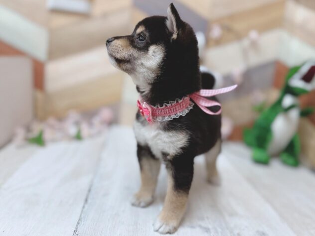 高知県の豆柴 (ワンキャラット アミーゴ高知店/2026年1月13日生まれ/女の子/黒)の子犬の3枚目の画像