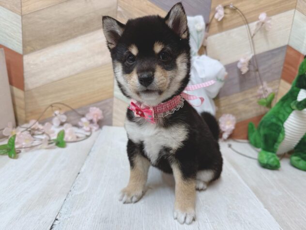 高知県の豆柴 (ワンキャラット アミーゴ高知店/2026年1月13日生まれ/女の子/黒)の子犬の2枚目の画像