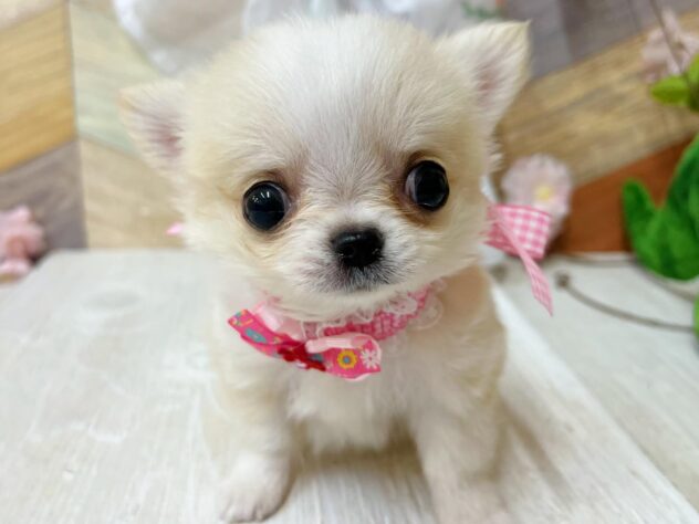 高知県のチワワ(ロング) (ワンキャラット アミーゴ高知店/2026年2月3日生まれ/女の子/クリームホワイト)の子犬の1枚目の画像