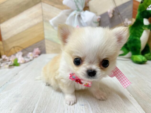 高知県のチワワ(ロング) (ワンキャラット アミーゴ高知店/2026年2月3日生まれ/女の子/クリームホワイト)の子犬の3枚目の画像