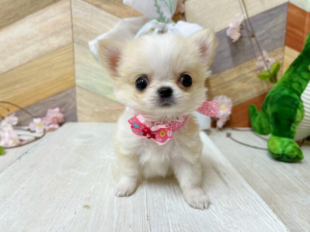 高知県のチワワ(ロング) (ワンキャラット アミーゴ高知店/2026年2月3日生まれ/女の子/クリームホワイト)の子犬の2枚目の画像