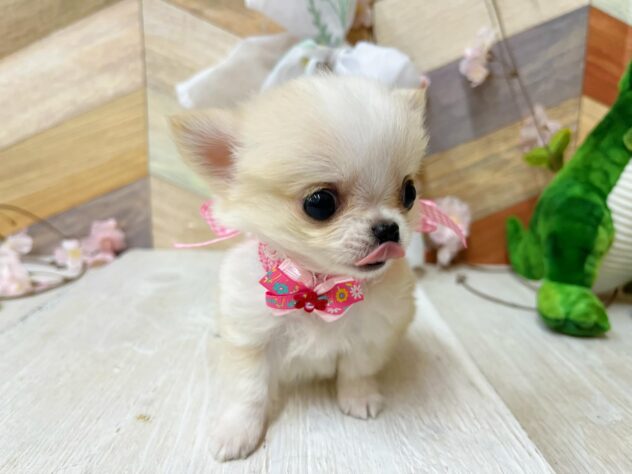 高知県のチワワ(ロング) (ワンキャラット アミーゴ高知店/2026年2月3日生まれ/女の子/クリームホワイト)の子犬の4枚目の画像